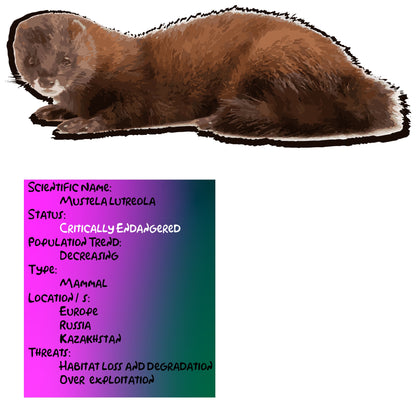 Endangered European Mink